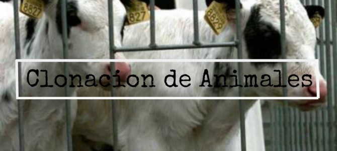 Clonación de animales con fines alimenticios